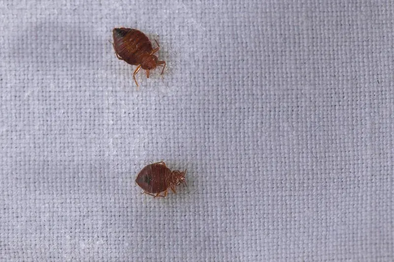 An illustration of bed bugs on a mattress, emphasizing the pest issue