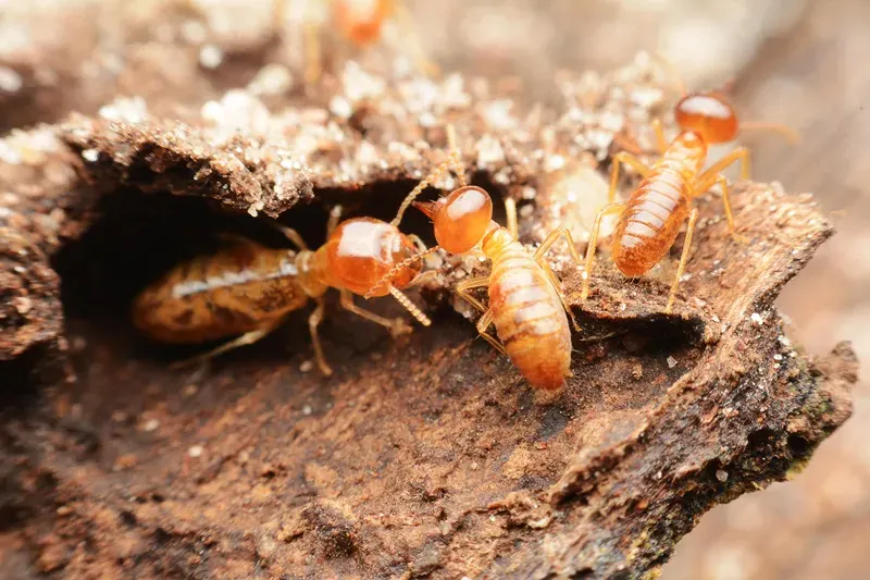 A visual representation of termites damaging wooden materials.